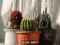 福乐堂药业（广州）有限公司