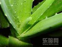 福乐堂药业（广州）有限公司