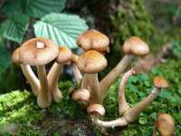 福乐堂药业（广州）有限公司